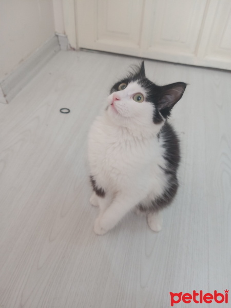 Tekir Kedi, Kedi  Jülide fotoğrafı