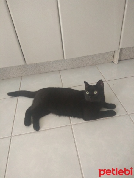Bombay, Kedi  Gölge fotoğrafı