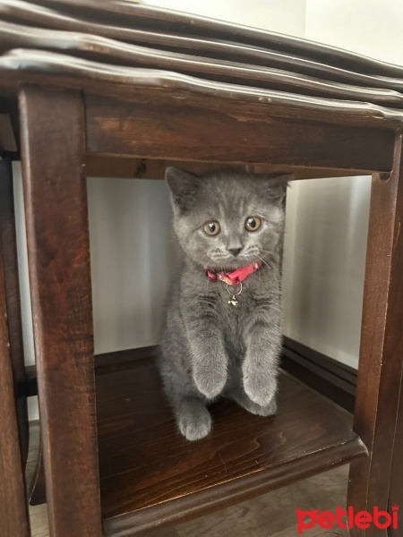British Shorthair, Kedi  Balım fotoğrafı