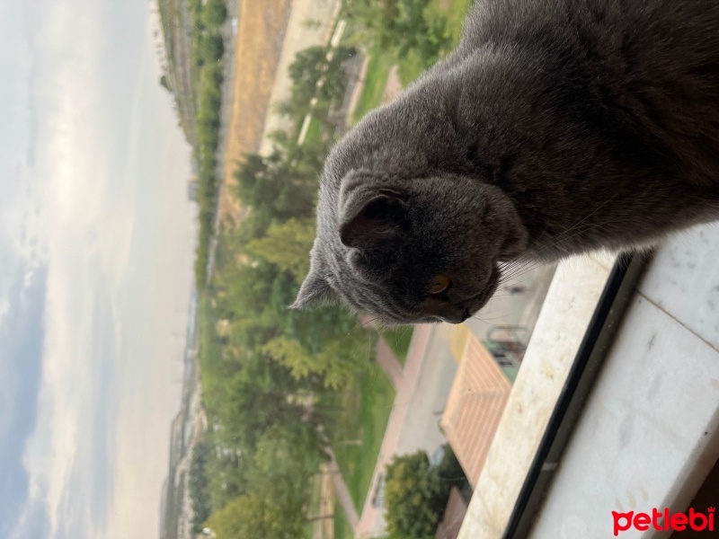 British Shorthair, Kedi  Sezar fotoğrafı