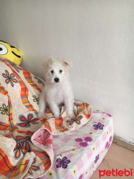 Maltese, Köpek  Babi fotoğrafı