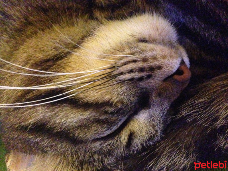 Tekir Kedi, Kedi  Marla fotoğrafı