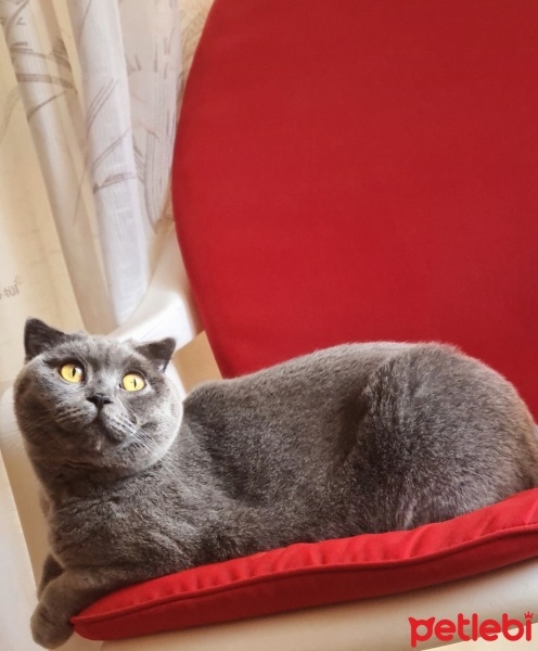 Scottish Fold, Kedi  Mocha fotoğrafı