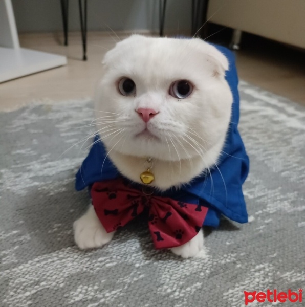 Scottish Fold, Kedi  Necati fotoğrafı