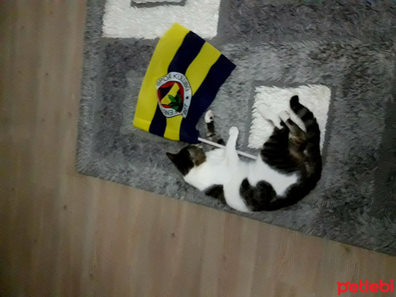 Sibirya Kedisi, Kedi  Asi fotoğrafı