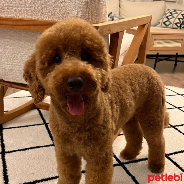 Poodle (Minyatür Kaniş), Köpek  Coffee fotoğrafı