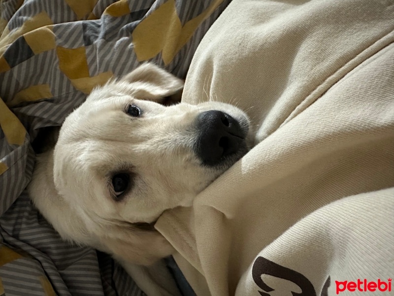 Golden Retriever, Köpek  Bella fotoğrafı
