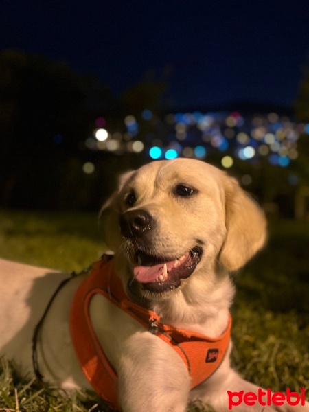 Golden Retriever, Köpek  Bella fotoğrafı