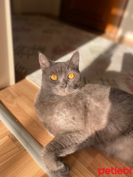 British Shorthair, Kedi  Duman fotoğrafı