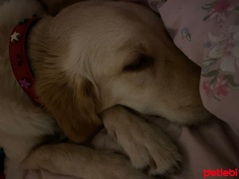 Golden Retriever, Köpek  Mango fotoğrafı