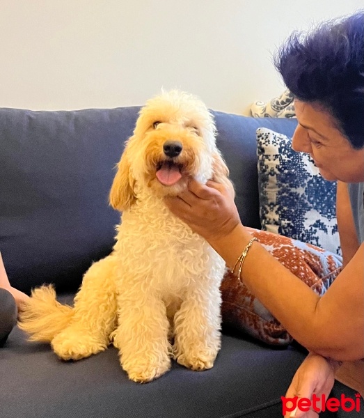 Poodle (Minyatür Kaniş), Köpek  Robin fotoğrafı