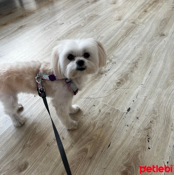 Maltese, Köpek  Maya fotoğrafı