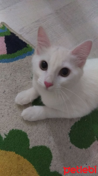 Van Kedisi, Kedi  Bella fotoğrafı