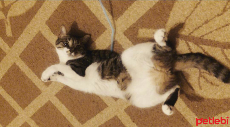 Tekir Kedi, Kedi  şeker fotoğrafı