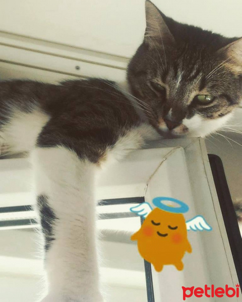 Tekir Kedi, Kedi  şeker fotoğrafı