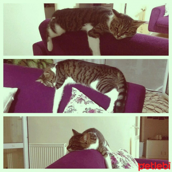 Tekir Kedi, Kedi  şeker fotoğrafı