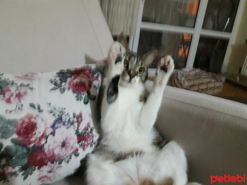 Tekir Kedi, Kedi  şeker fotoğrafı