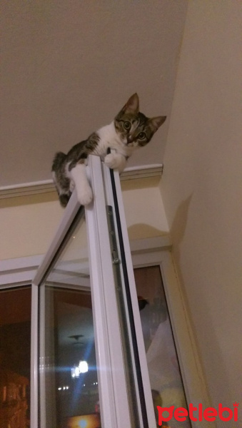 Tekir Kedi, Kedi  şeker fotoğrafı