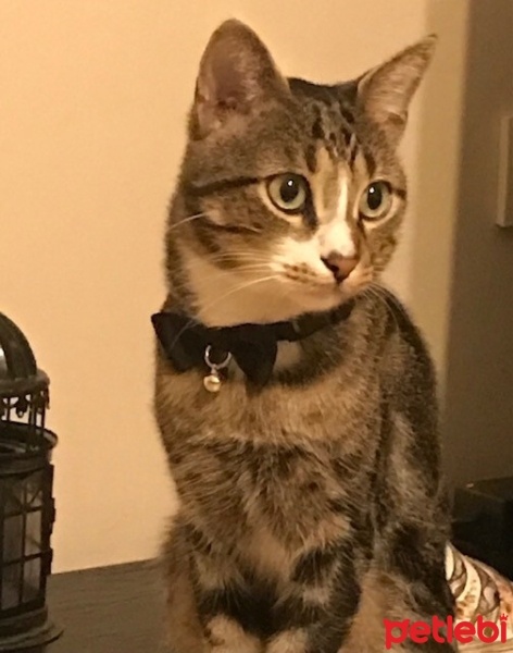 Tekir Kedi, Kedi  Umutcan fotoğrafı
