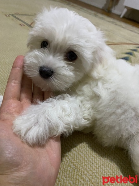 Maltese, Köpek  MAYA fotoğrafı