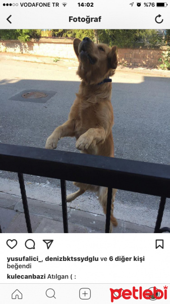 Golden Retriever, Köpek  Ortak fotoğrafı