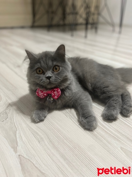 British Longhair, Kedi  Mia fotoğrafı