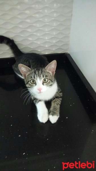 Tekir Kedi, Kedi  Kırpık fotoğrafı