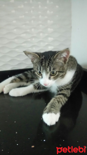 Tekir Kedi, Kedi  Kırpık fotoğrafı