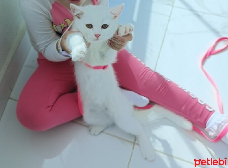 Scottish Fold, Kedi  Pamuk fotoğrafı