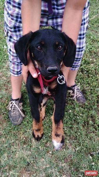 Rottweiler, Köpek  Gece fotoğrafı