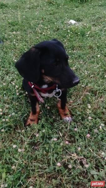 Rottweiler, Köpek  Gece fotoğrafı