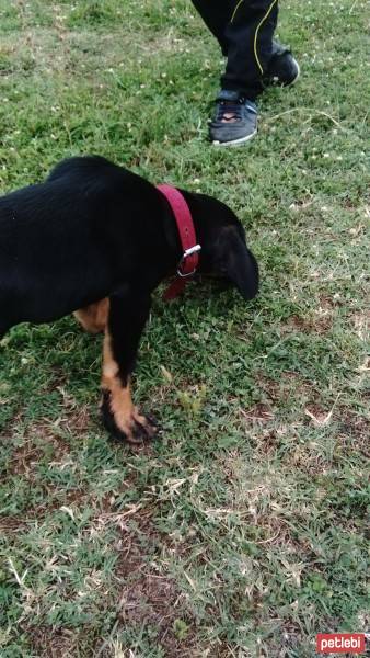 Rottweiler, Köpek  Gece fotoğrafı