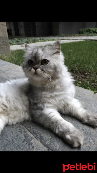 İran Kedisi (Persian), Kedi  Bulut fotoğrafı