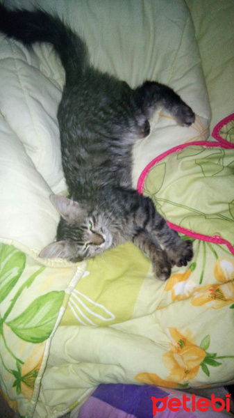 Tekir Kedi, Kedi  Tekir fotoğrafı