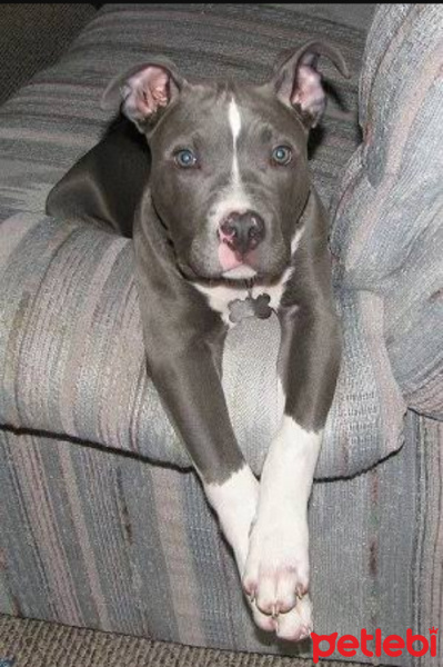 Amerikan Pitbull Terrier, Köpek  Gaksi fotoğrafı