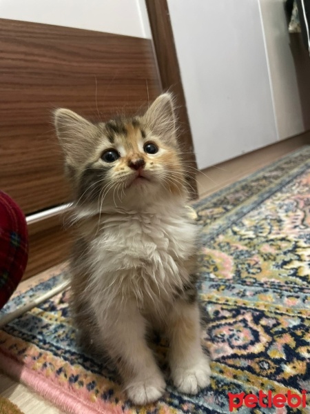 Tekir Kedi, Kedi  Suşi fotoğrafı