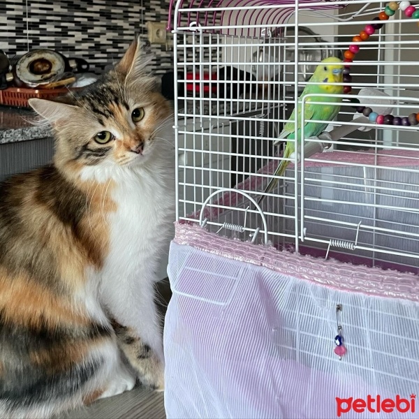 Tekir Kedi, Kedi  Suşi fotoğrafı