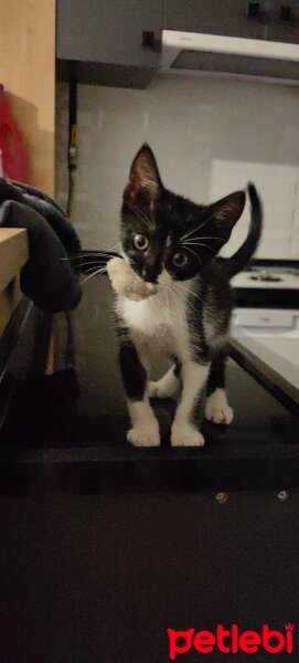 Tuxedo (Smokin) Kedi, Kedi  ZED fotoğrafı