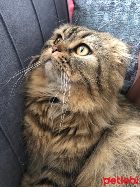 British Longhair, Kedi  Duman fotoğrafı