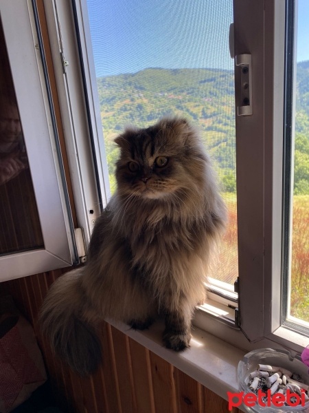 British Longhair, Kedi  Duman fotoğrafı