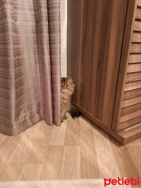 British Longhair, Kedi  Duman fotoğrafı