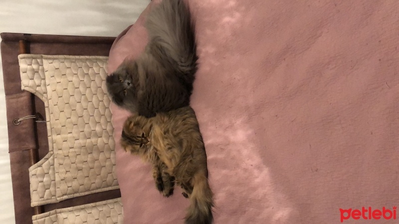 British Longhair, Kedi  Duman fotoğrafı