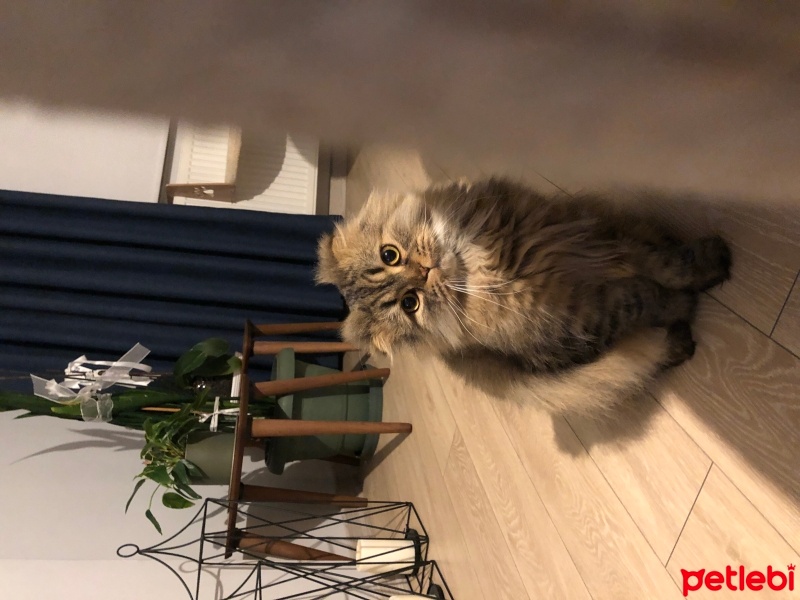 British Longhair, Kedi  Duman fotoğrafı