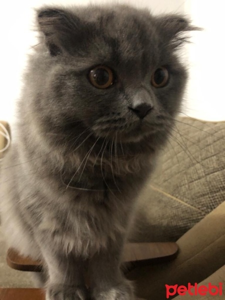 British Longhair, Kedi  Kül fotoğrafı