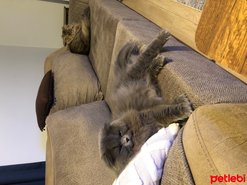 British Longhair, Kedi  Kül fotoğrafı