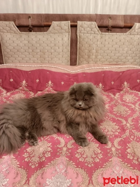 British Longhair, Kedi  Kül fotoğrafı