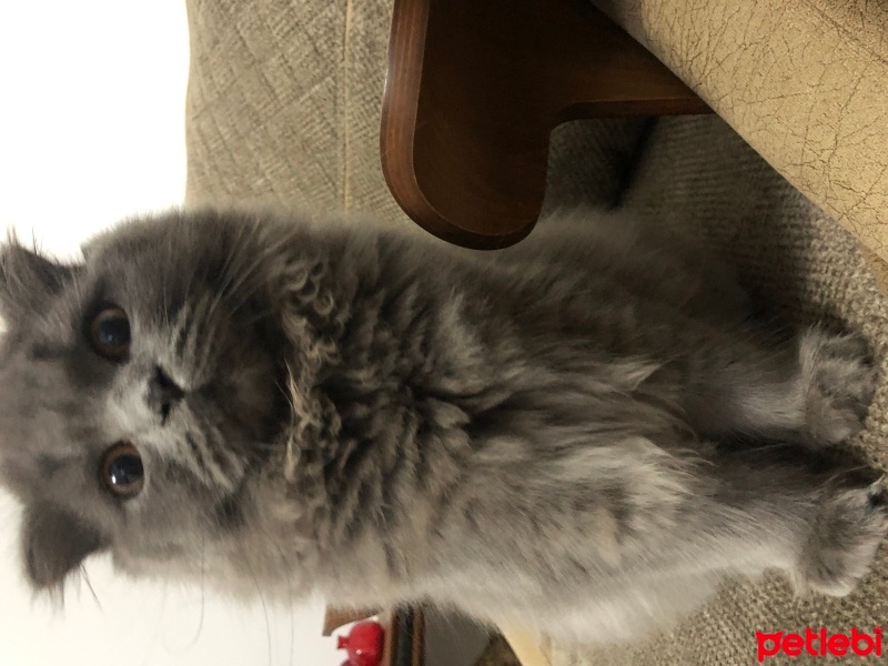 British Longhair, Kedi  Kül fotoğrafı