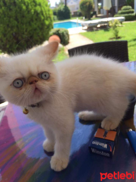 Exotic Shorthair, Kedi  Mavi fotoğrafı