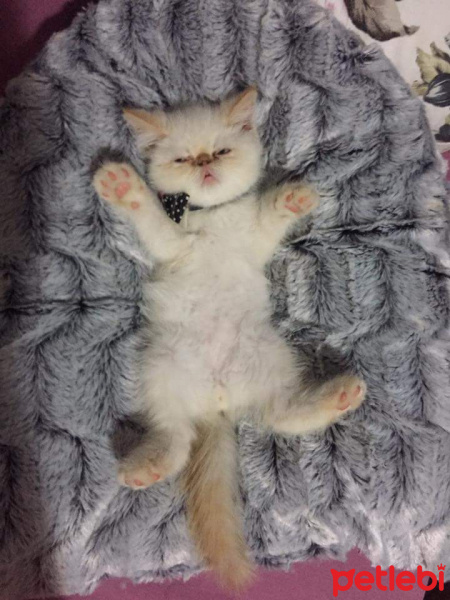 Exotic Shorthair, Kedi  Mavi fotoğrafı