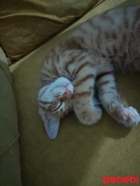 Tekir Kedi, Kedi  Limon fotoğrafı